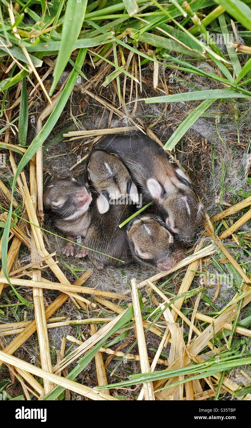 A nest of newborn wild rabbits in a grassy yard in Illinois. Stock Photo