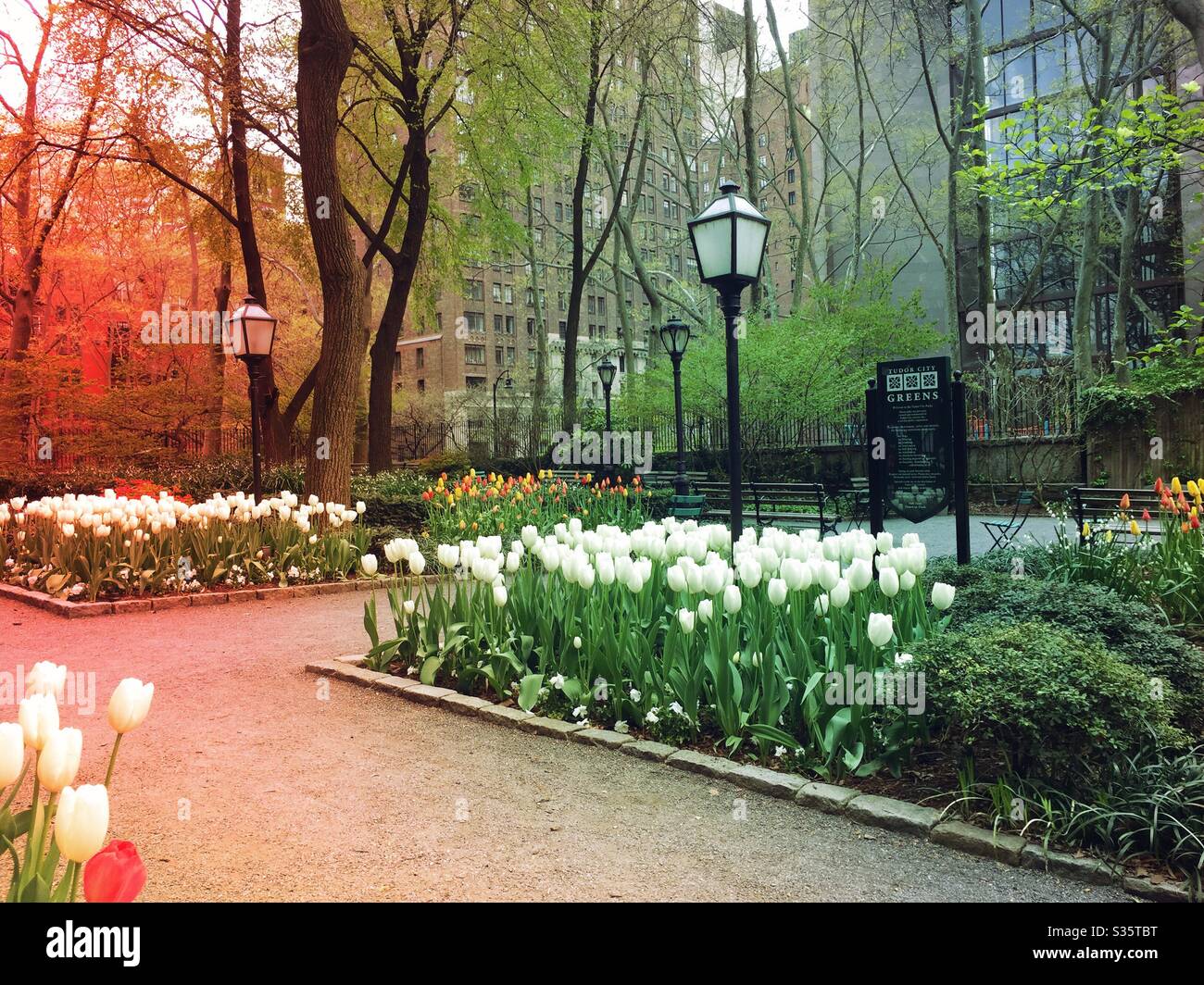 Tutor city greens is an urban garden in midtown Manhattan and is filled with tulips during the spring, NYC, USA - Smartphone Captured Stock Image
