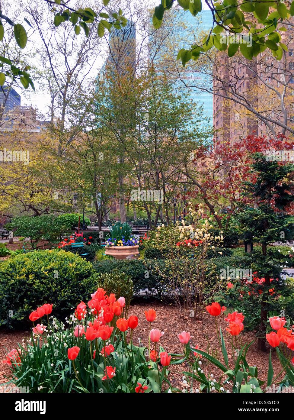 Tutor city greens is an urban garden that is filled with bright vibrant tulips during the spring time, NYC, USA - Smartphone Captured Stock Image