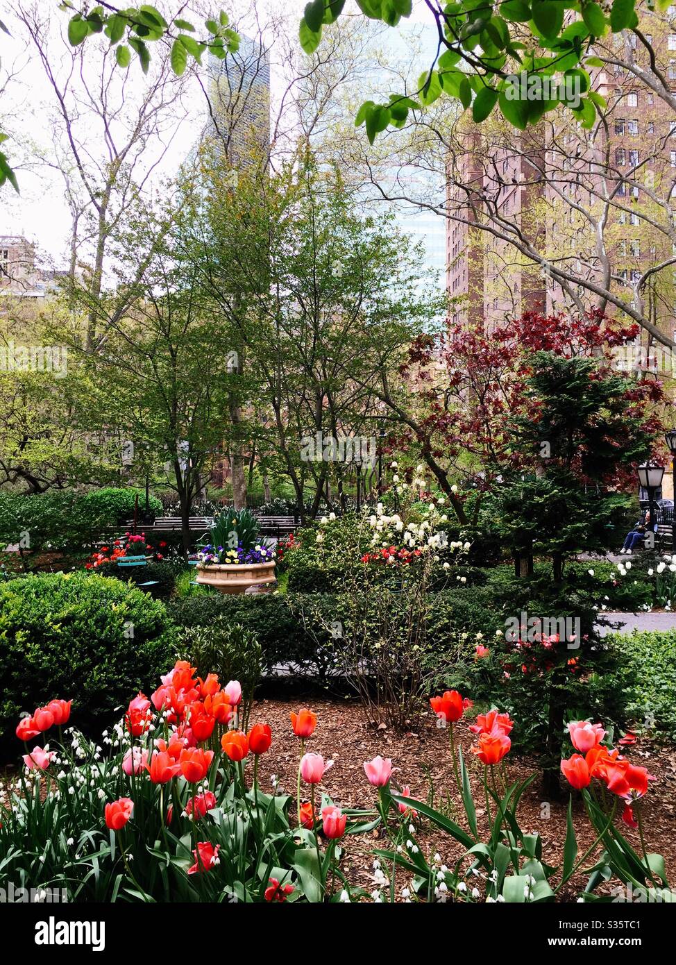 Tutor city greens is an urban garden in the heart of Midtown Manhattan and features vibrant tulips during the spring, NYC, USA - Smartphone Captured Stock Image