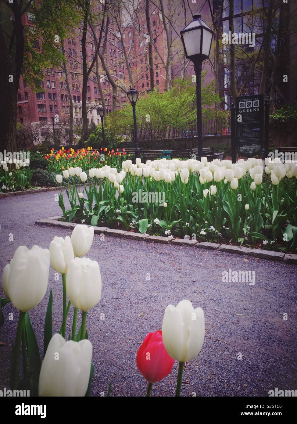 Tutor city greens is an urban garden in midtown Manhattan that is filled with tulips during the spring, NYC, USA - Smartphone Captured Stock Image