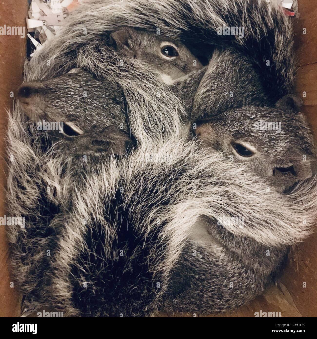 Three baby grey rescue squirrels snuggle together in their nesting box before being released. Stock Photo