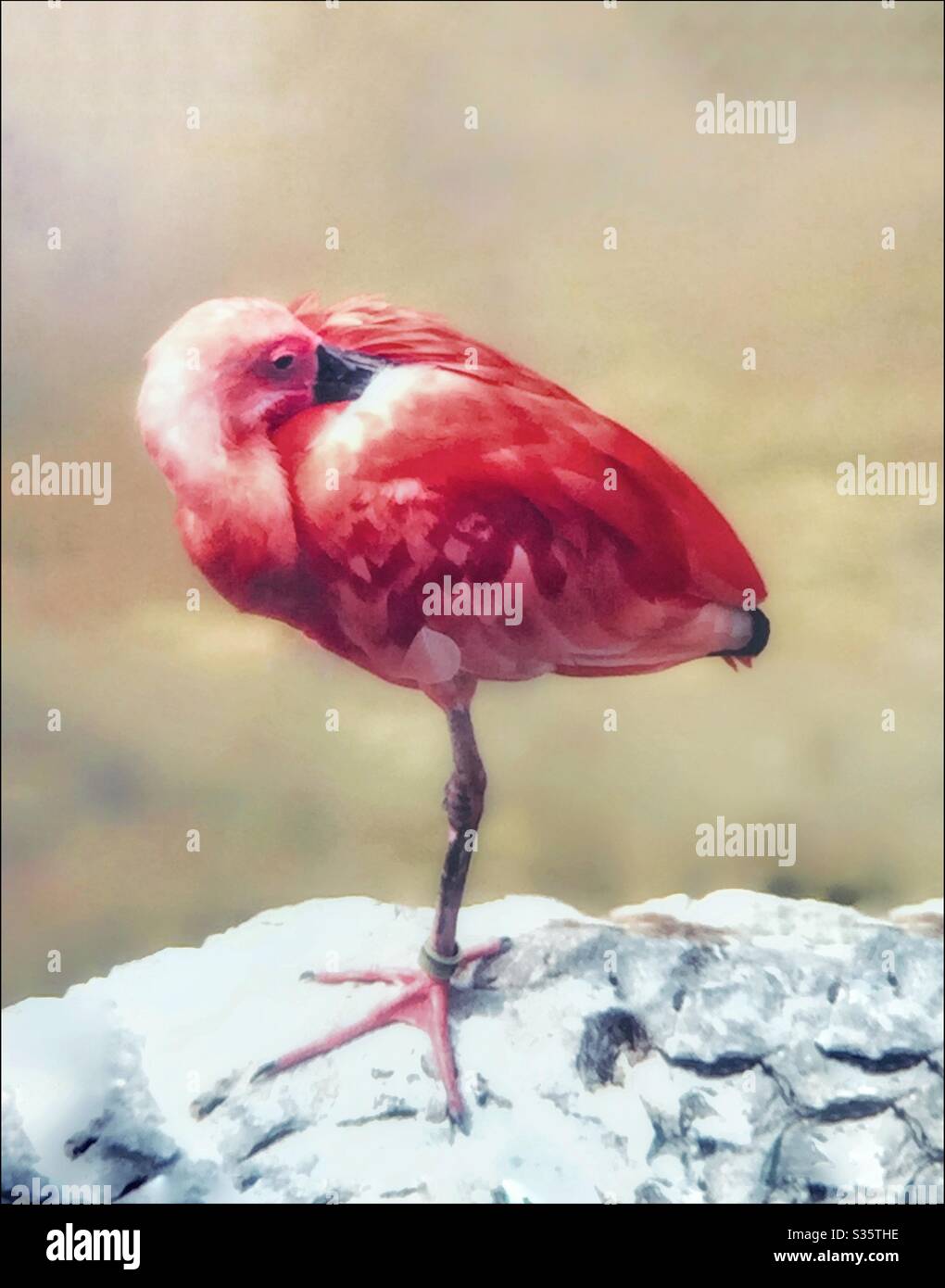 A pink flamingo standing on one leg. - Smartphone Captured Stock Image