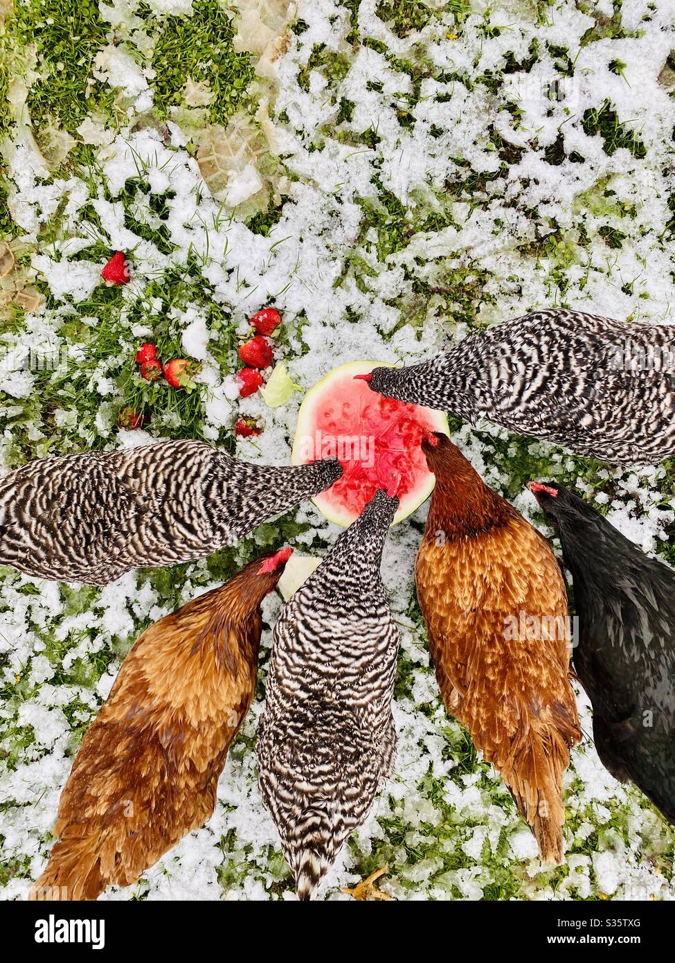Chickens eating a watermelon. Stock Photo