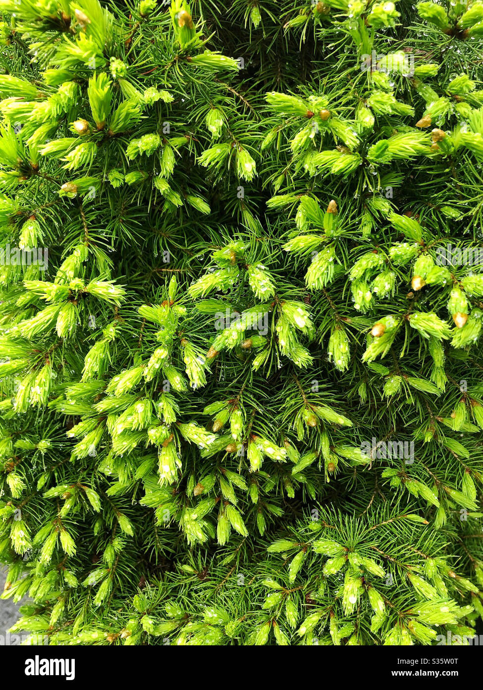 Spruce tips, or new growth in the spring, on a spruce tree may be foraged for spruce tip tea or syrup Stock Photo