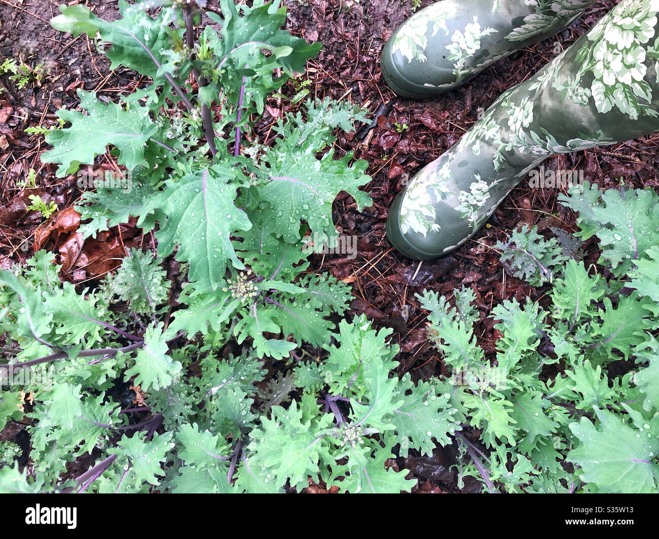 Growing kale in the garden, in a rainy spring - Smartphone Captured Stock Image