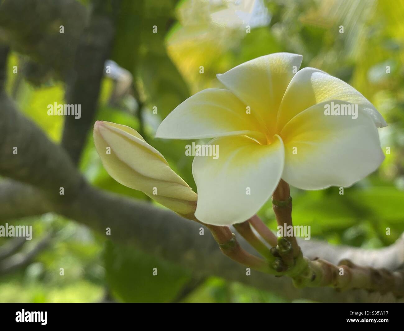 An opened up frangipani flower & Close flower bud on a plumeria tree Stock Photo