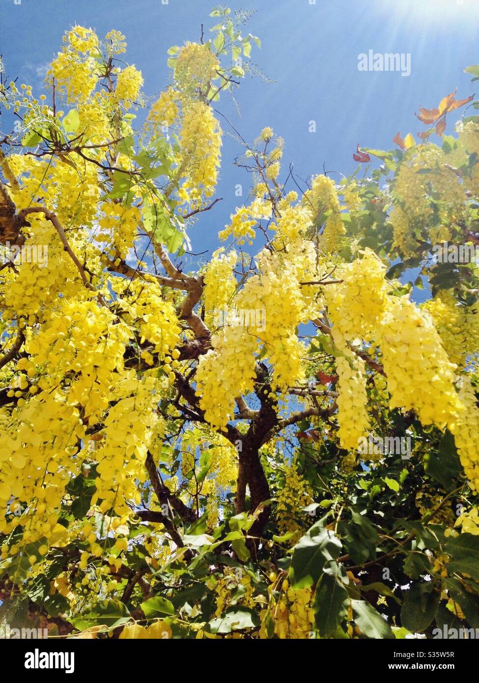 Golden chain tree in bloom Stock Photo Alamy