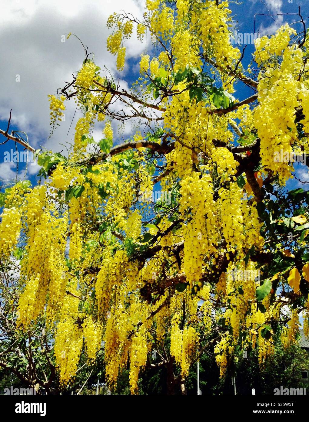 Golden chain tree in bloom Stock Photo - Alamy