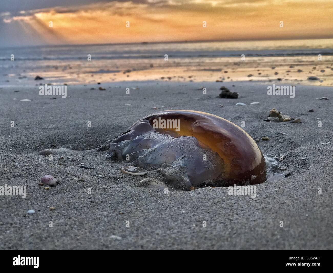 Jellyfish on the shore ,dying - Smartphone Captured Stock Image