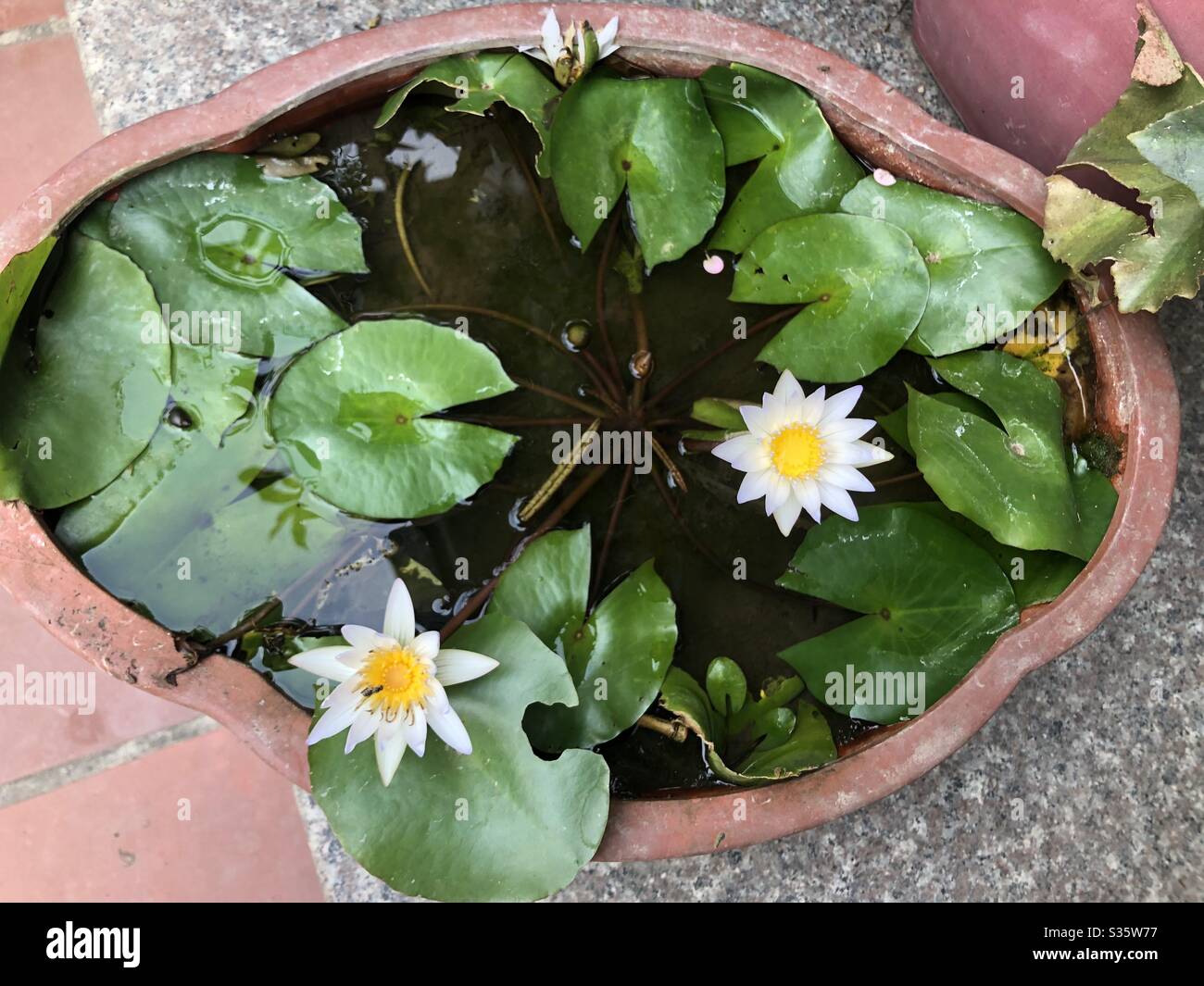 Gun Point Flower Gun with flower hi-res stock photography and images - Alamy