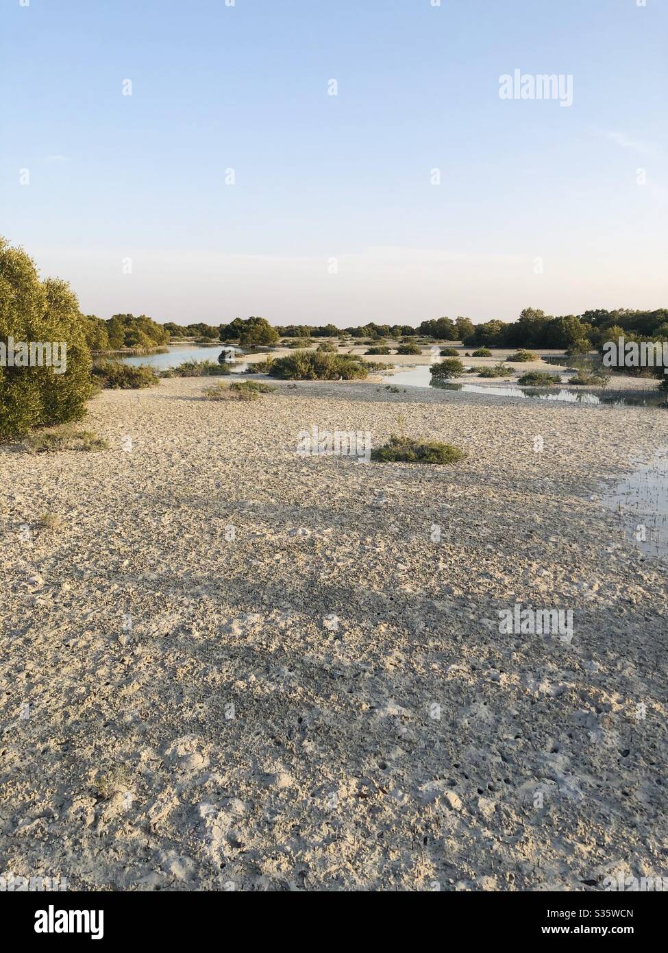 Jubail mangeove walk- Abudhabi, UAE Stock Photo