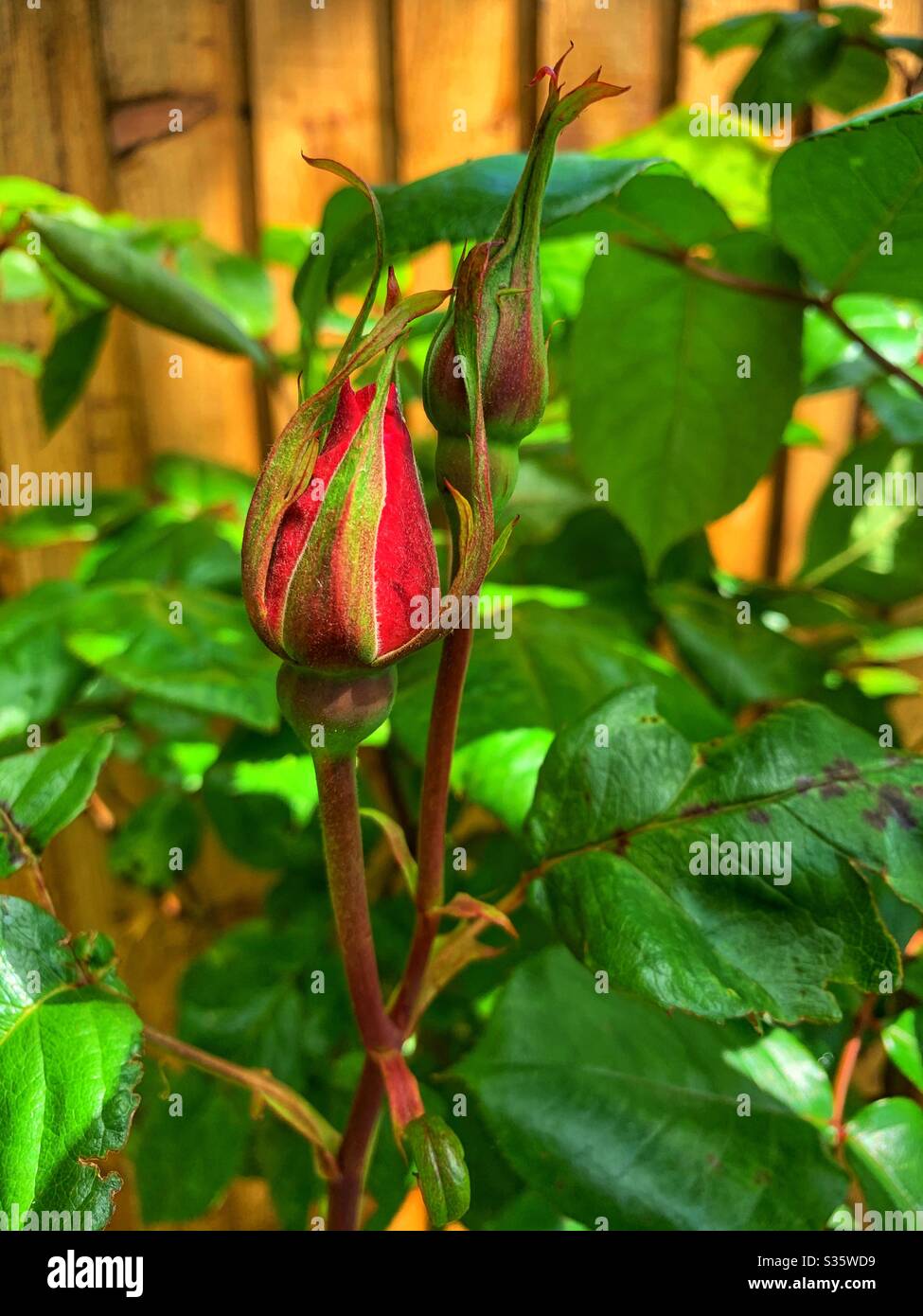 Pink rose buds in the garden, about to open. Against a wooden fence. - Smartphone Captured Stock Image