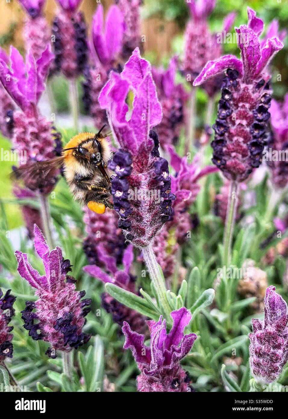 A Tree Bumblebee feeding into a vibrant purple lavender bush. - Smartphone Captured Stock Image