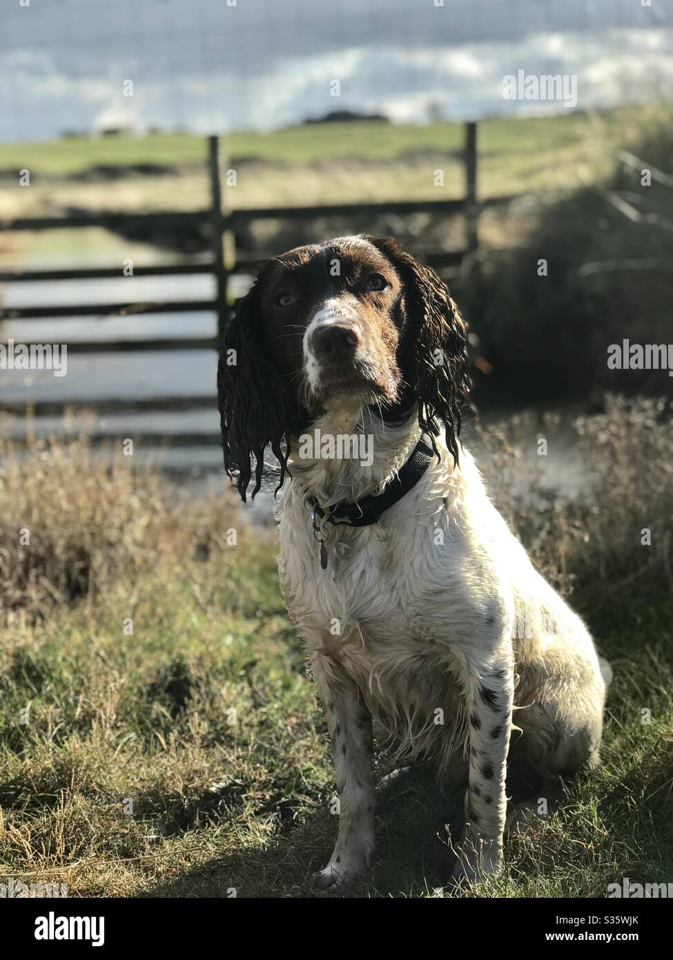 norfolk spaniel