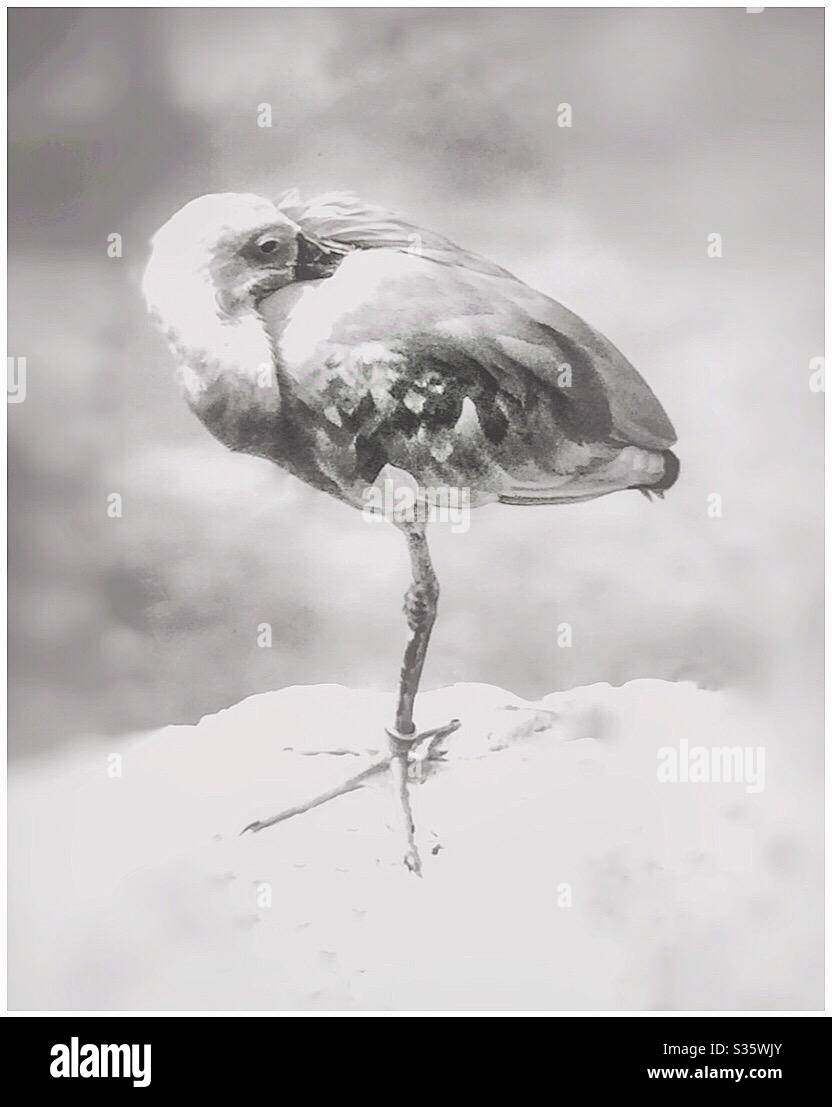 Flamingo - Smartphone Captured Stock Image