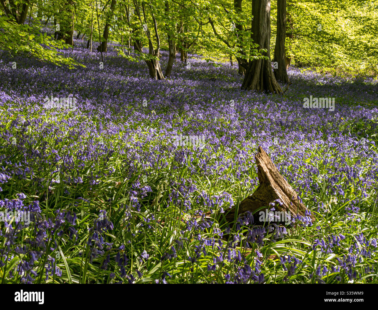 Bluebell woodlands in spring - Smartphone Captured Stock Image