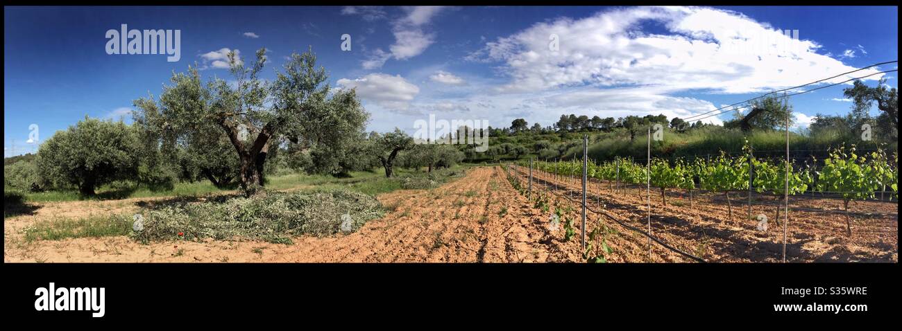 Olive tree pruning season, Catalonia, Spain. - Smartphone Captured Stock Image
