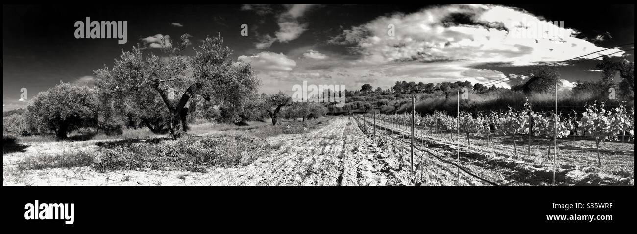 Olive tree pruning season, Catalonia, Spain. - Smartphone Captured Stock Image