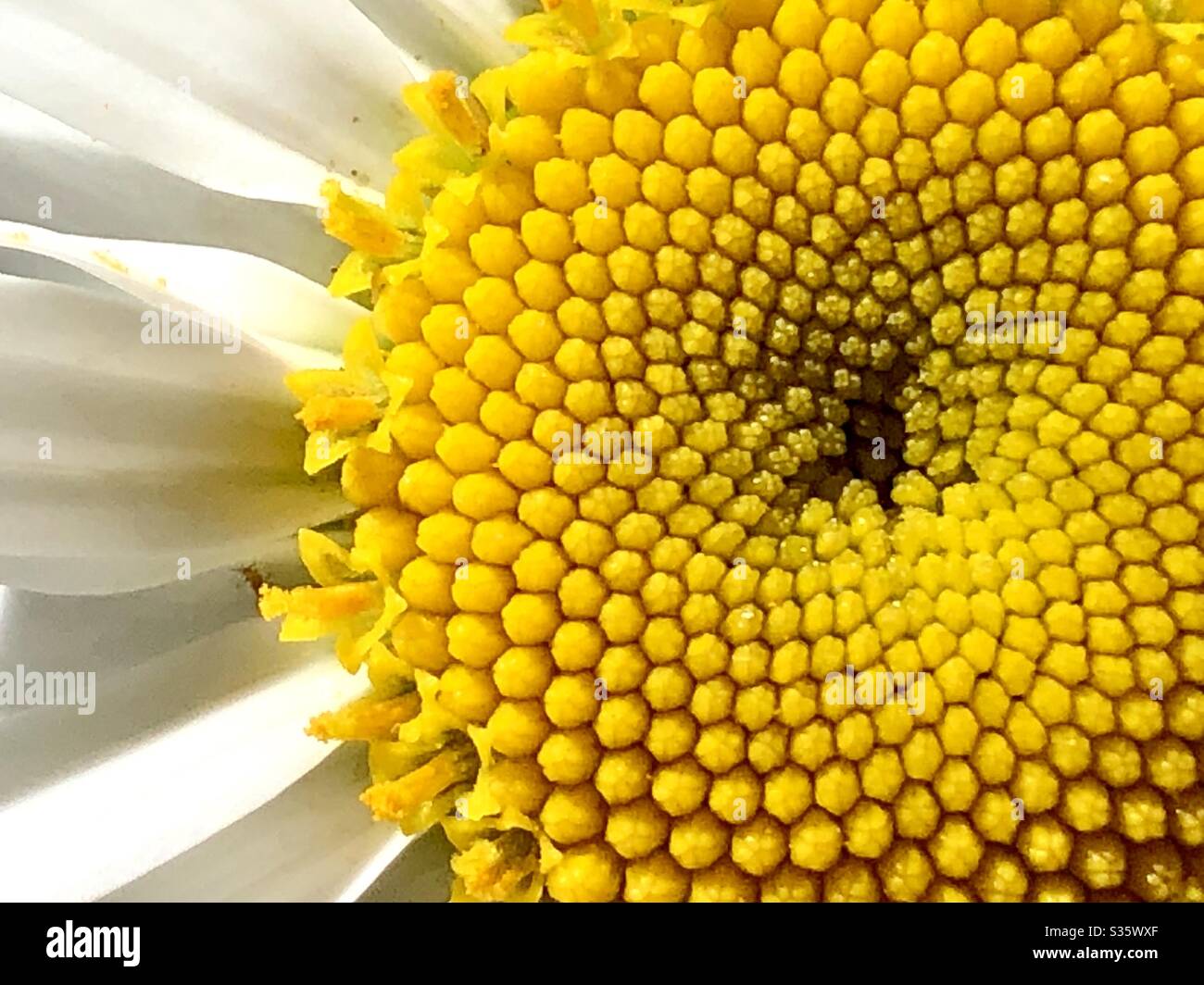 Close up of a Shasta daisy Stock Photo