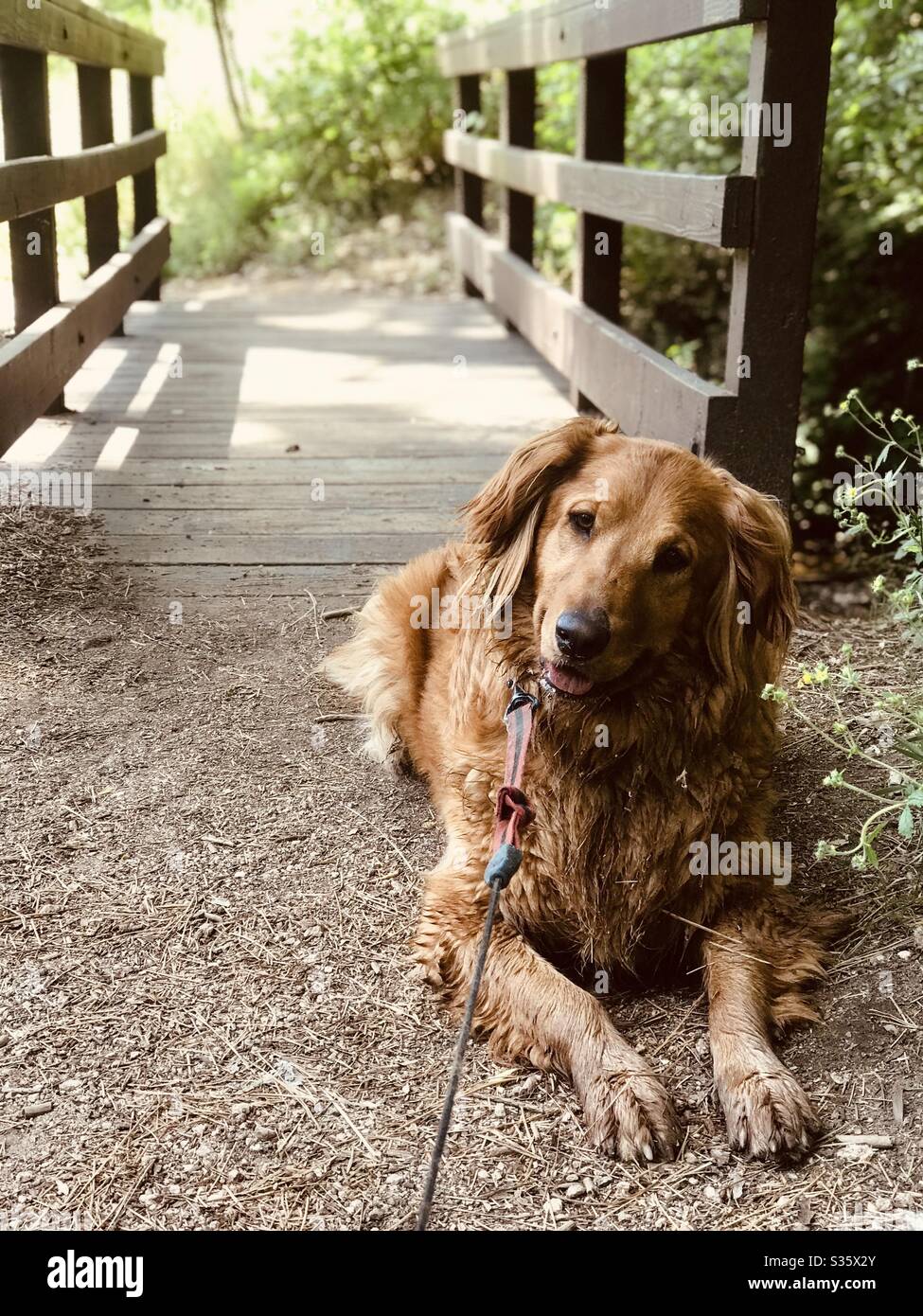 A golden retriever lays down in front of a small bridge with a smile on her face. Stock Photo