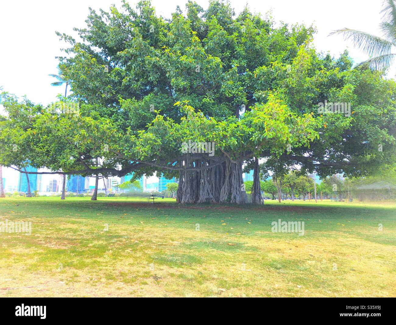 Banyan tree in Honolulu Hawaii Stock Photo Alamy