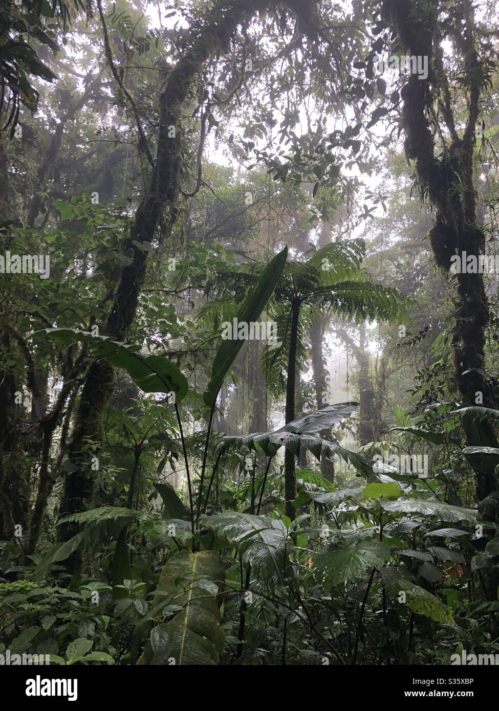 Costa Rica - Monteverde Cloud Forest Plants and Trees Stock Photo
