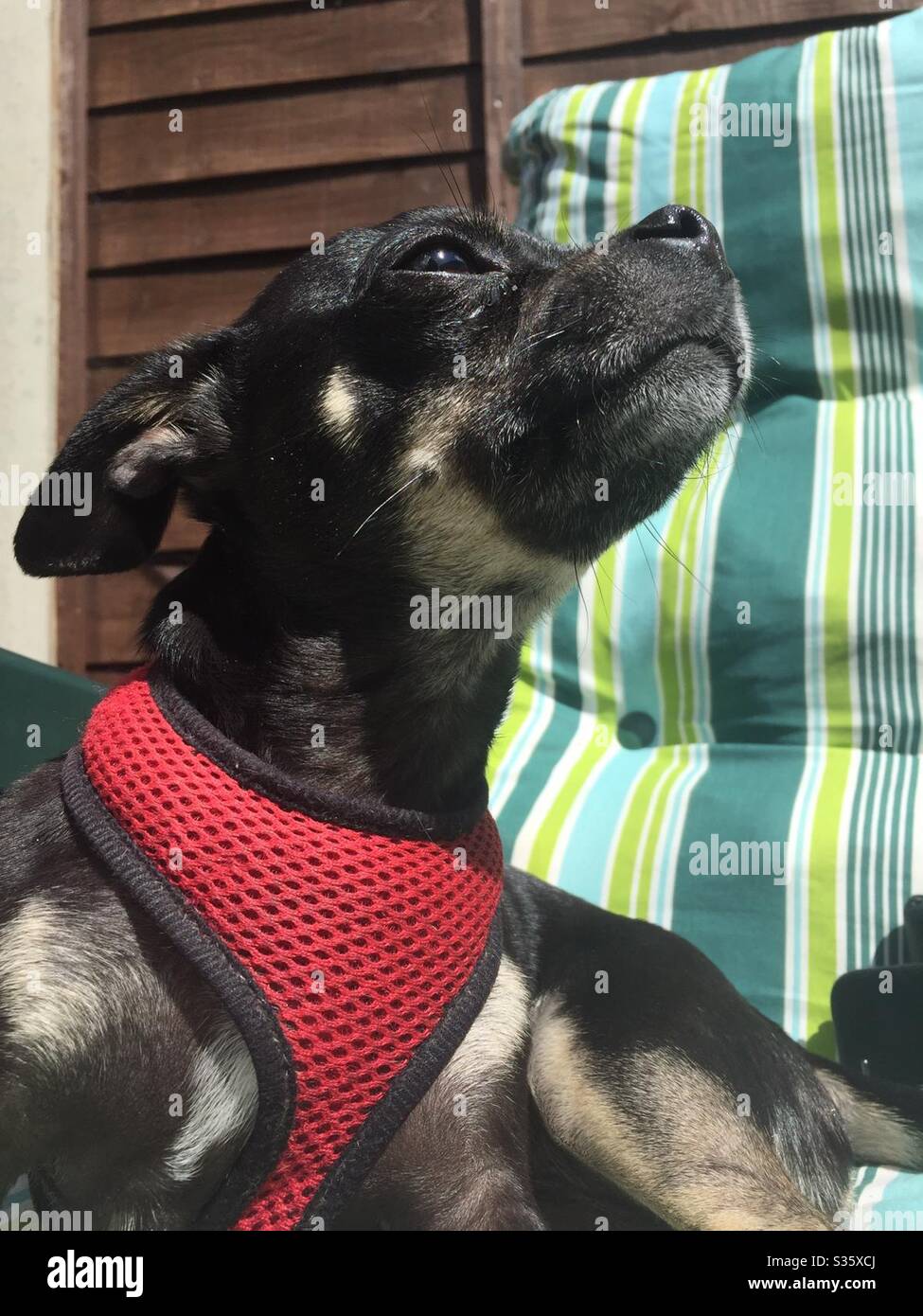 Chihuahua enjoying the sun Stock Photo Alamy