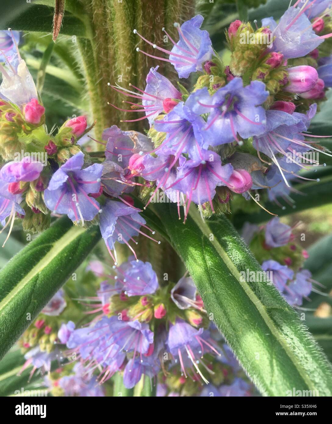 Pink and Purple flowers on an Echium or Giant Vipers Bugloss Plant