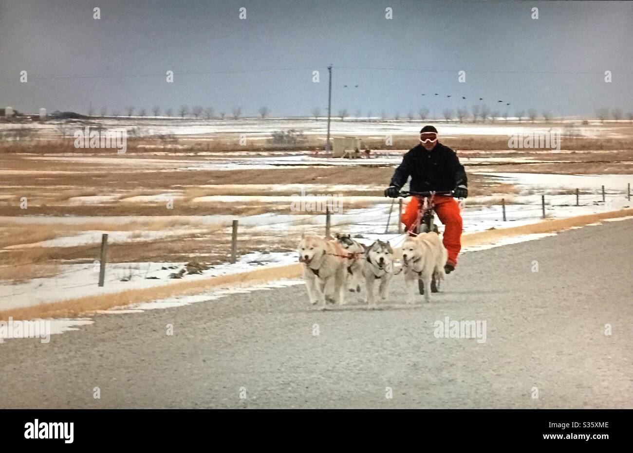 Sled dogs on a dirt road pulling a man on his bicycle. - Smartphone Captured Stock Image