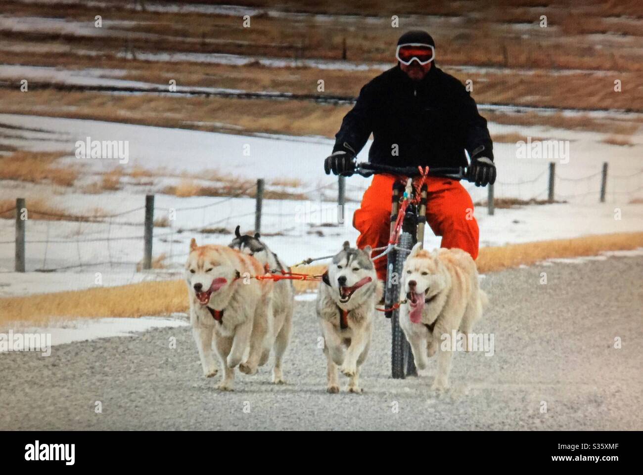 Sled dogs on a dirt road pulling a man on his bicycle. - Smartphone Captured Stock Image