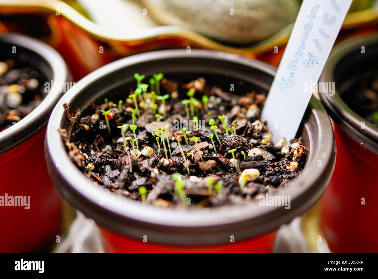 Home gardening during covid-19 stay at home lockdown - Smartphone Captured Stock Image