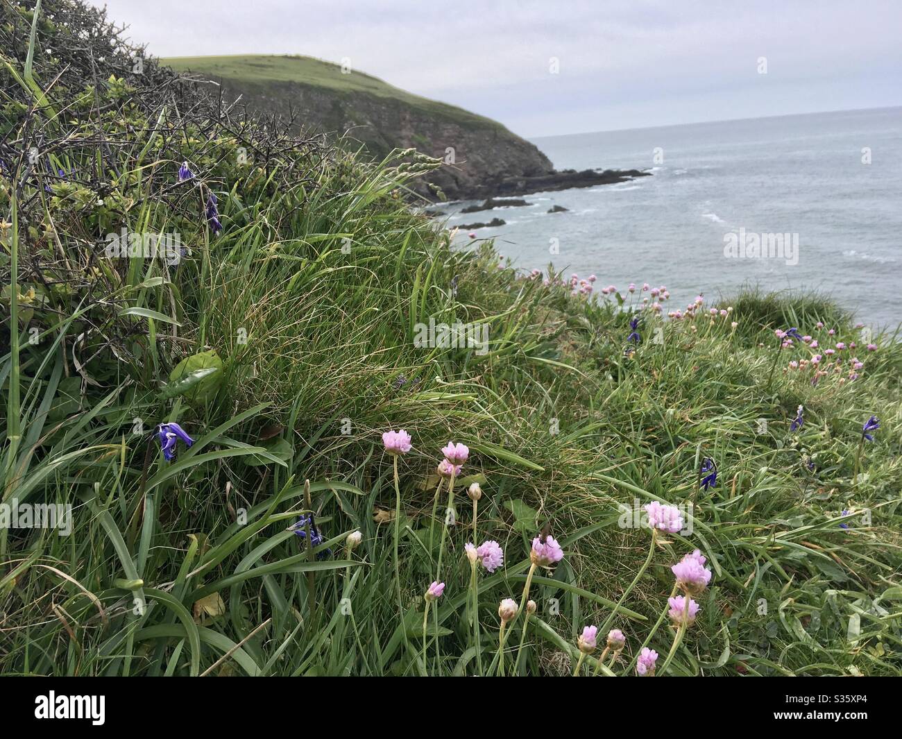 Wild pink flowers on a rugged cliff, coastal footpath, South Devon. - Smartphone Captured Stock Image