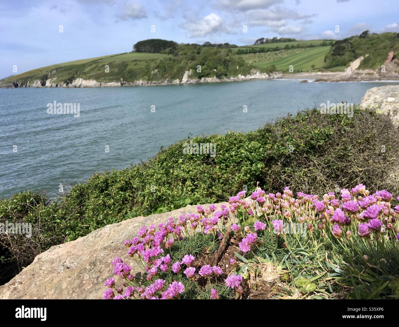 The Erme Estuary, Area of Outstanding Natural Beauty, Devon, with wild pink flowers under a blue sky - Smartphone Captured Stock Image