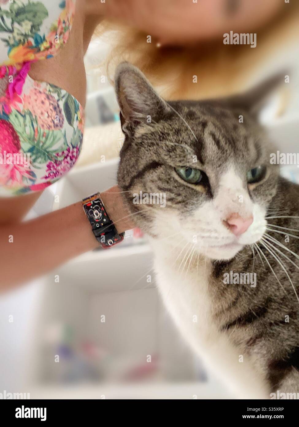 Bathroom only for cats Stock Photo Alamy