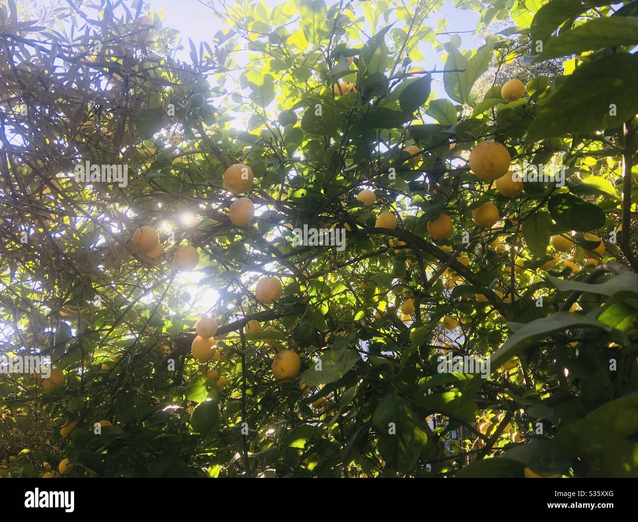 View from underneath a lovely lemon tree on a hot sunny day with the sun breaking through from between the branches Stock Photo