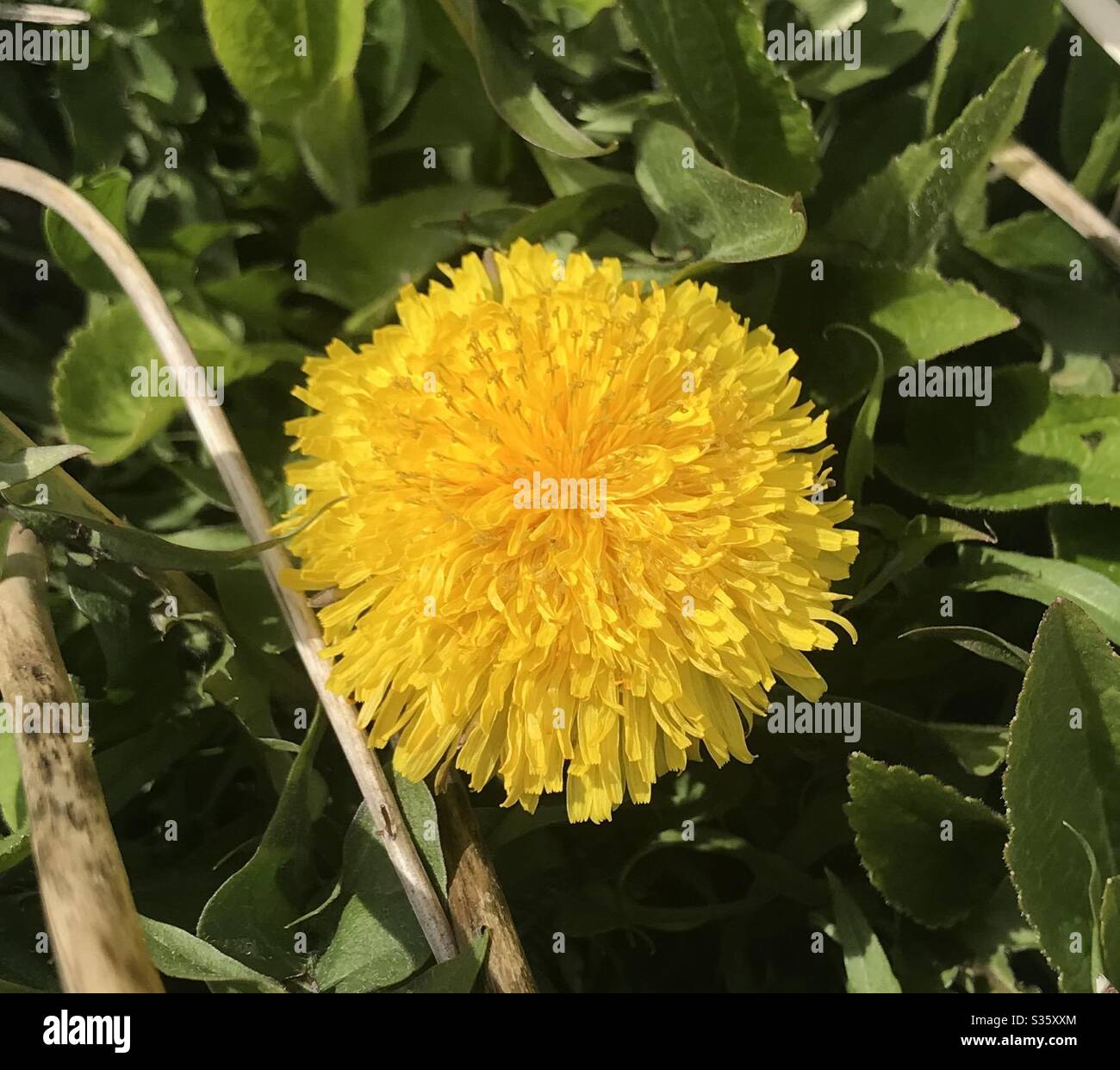 First flower of spring Stock Photo Alamy