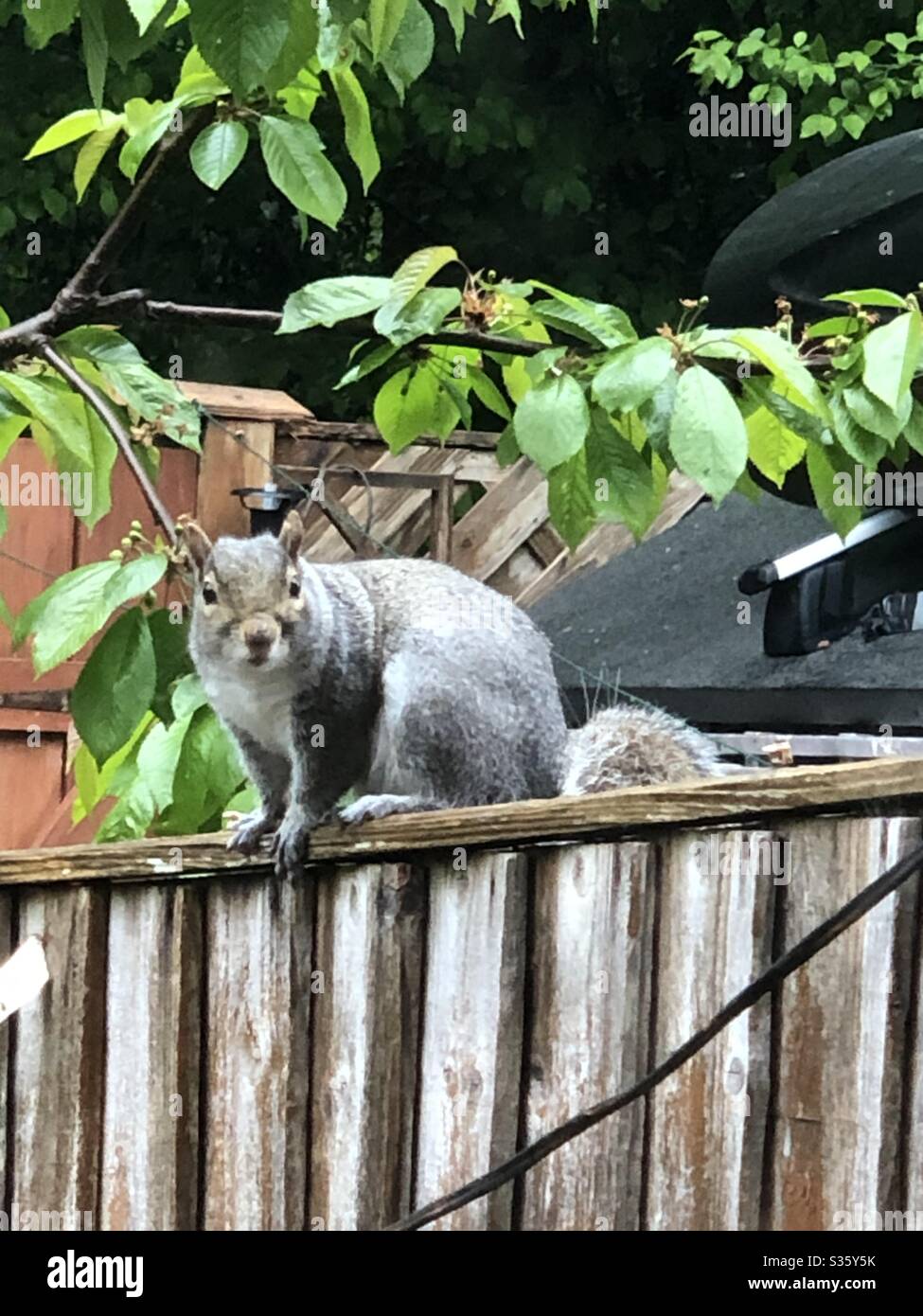 Inquisitive squirrel Stock Photo