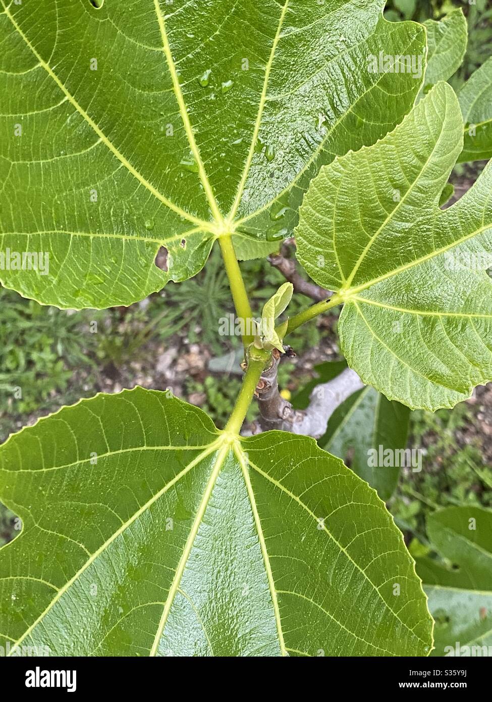 Fig leaves hires stock photography and images Alamy
