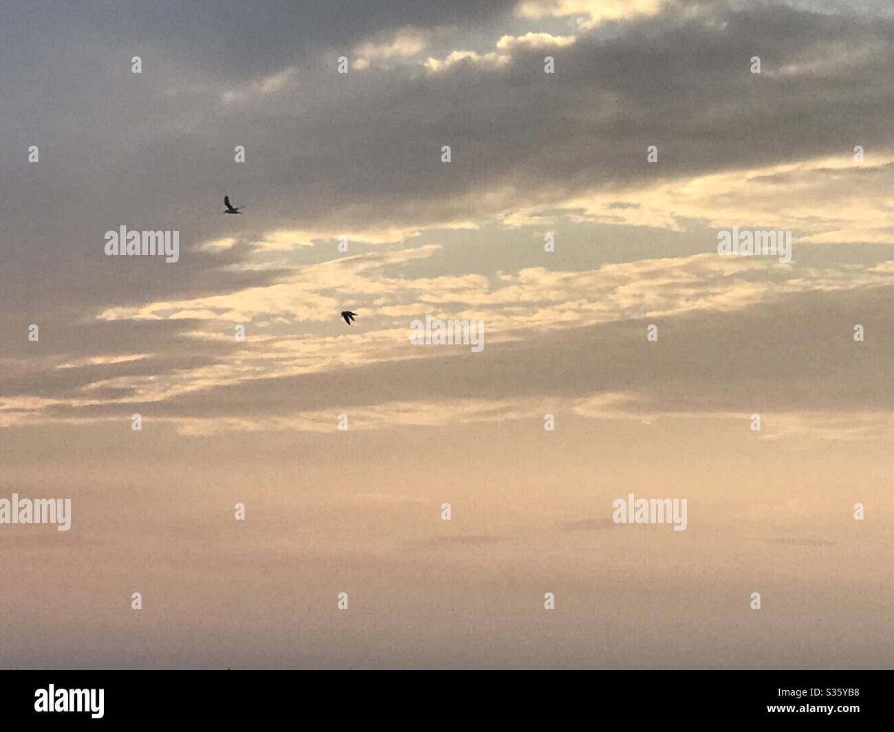 Two birds during sunset hi-res stock photography and images - Alamy