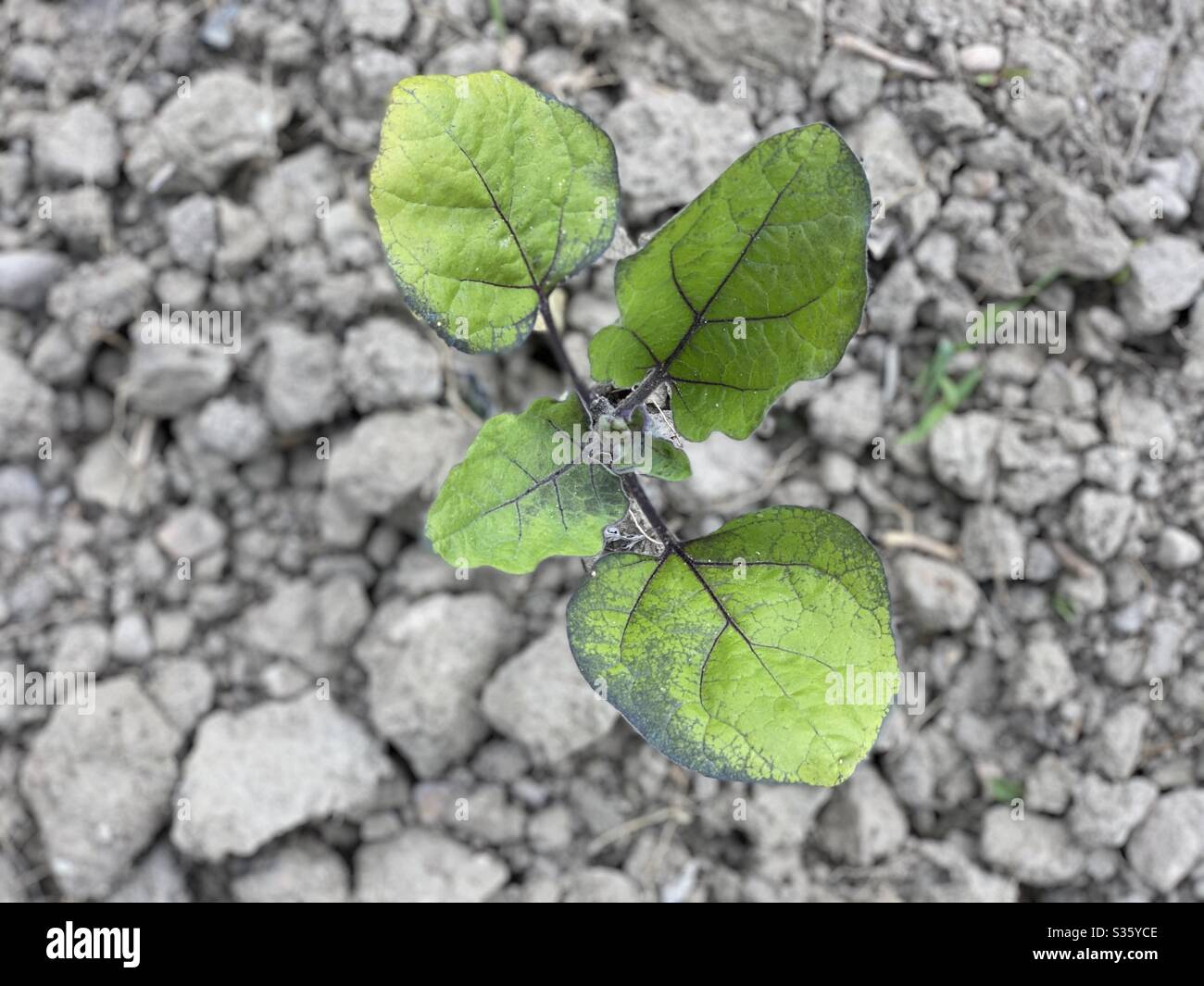 Aubergine plant - Smartphone Captured Stock Image