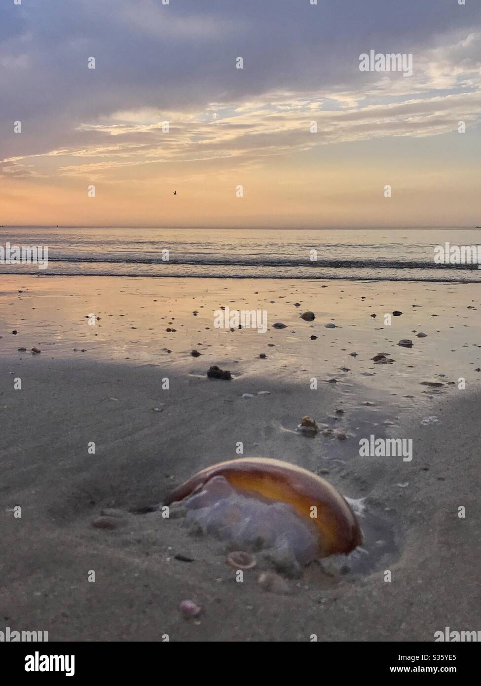 Jellyfish on the beach - Smartphone Captured Stock Image