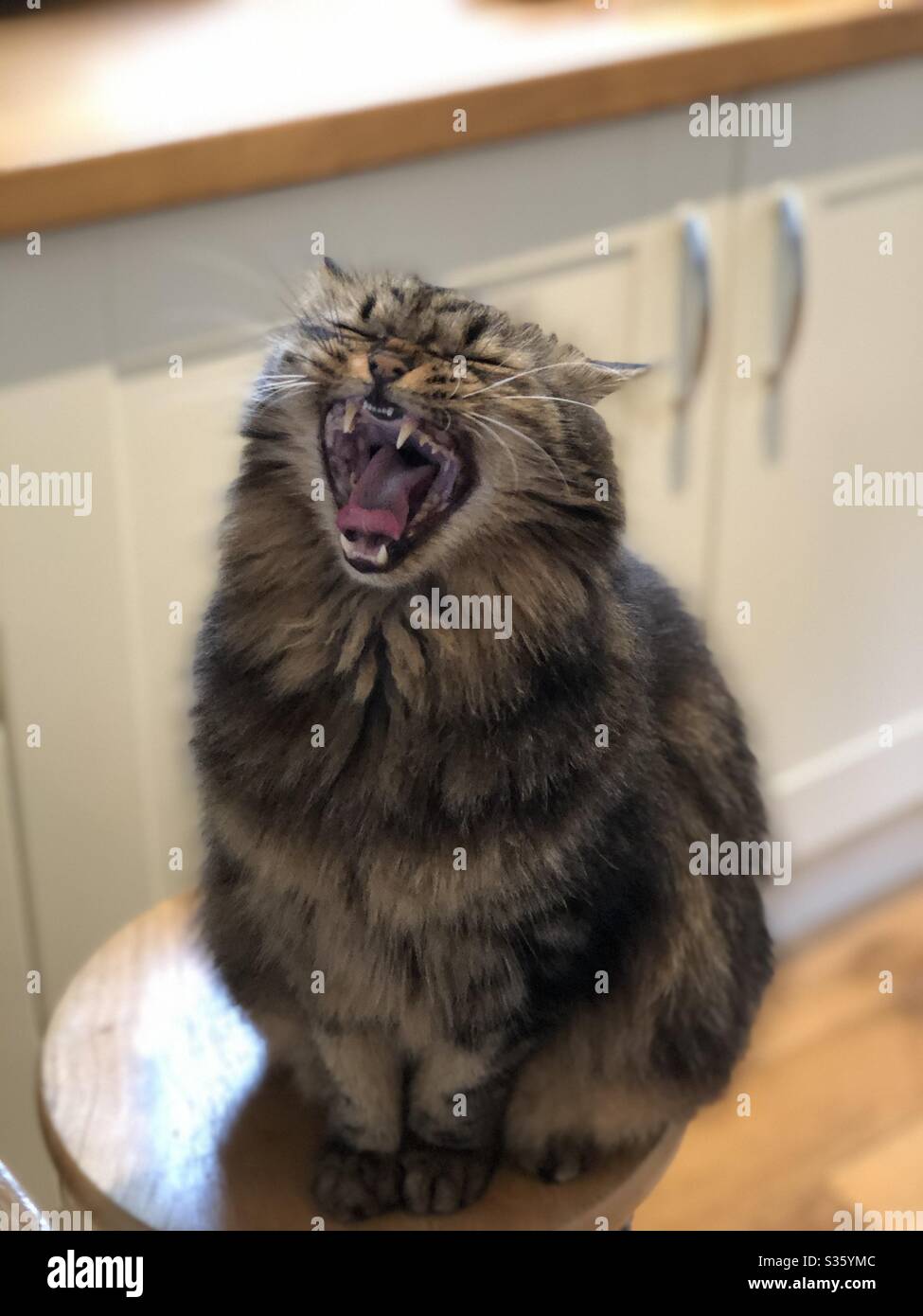 Big yawn from the cat Stock Photo