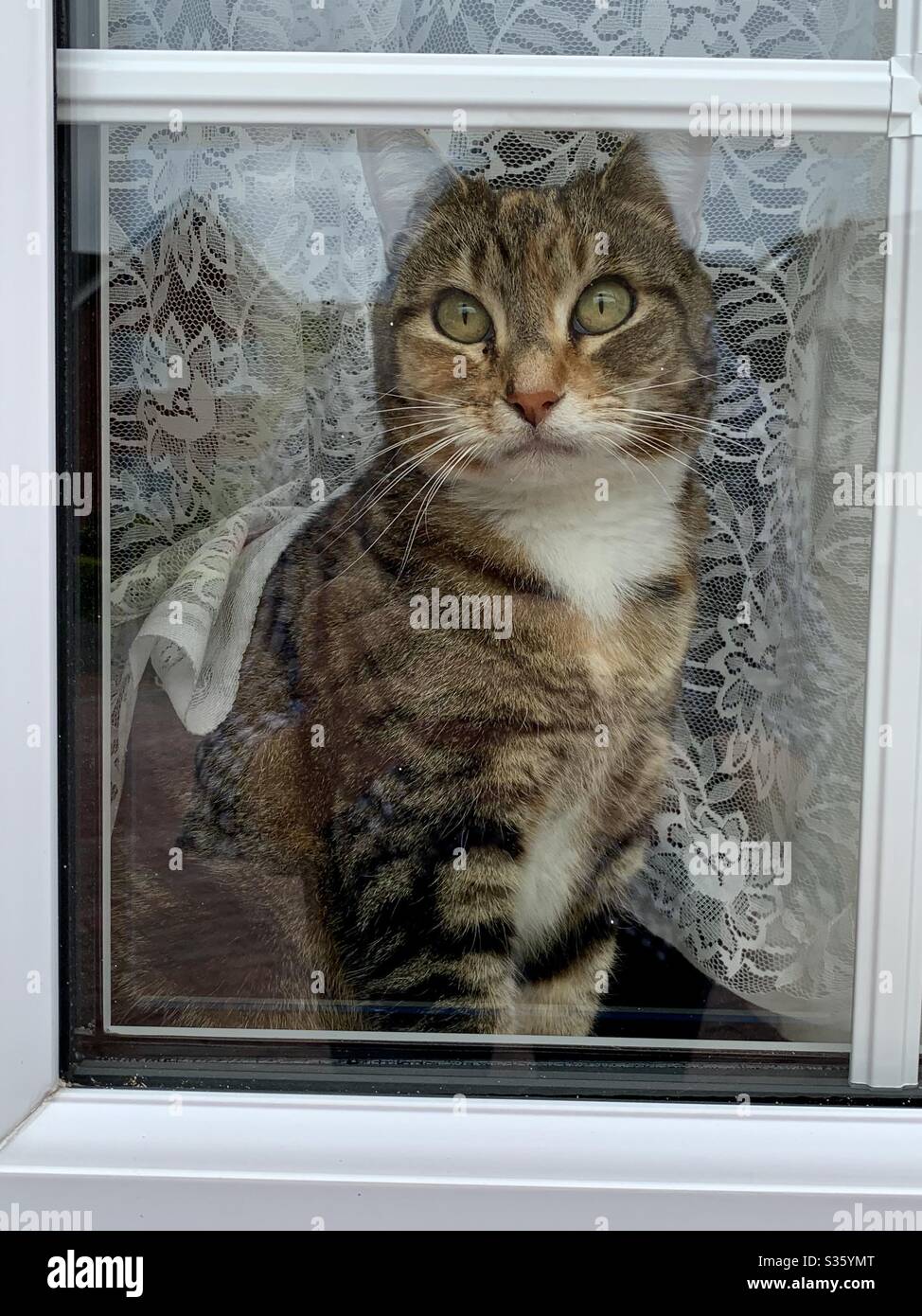 Ipswich, UK - 3 May 2020: Tortie tabby cat in lockdown gazing out the window. - Smartphone Captured Stock Image