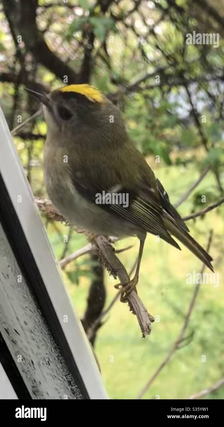 Goldcrest at my window in closeup. Stock Photo