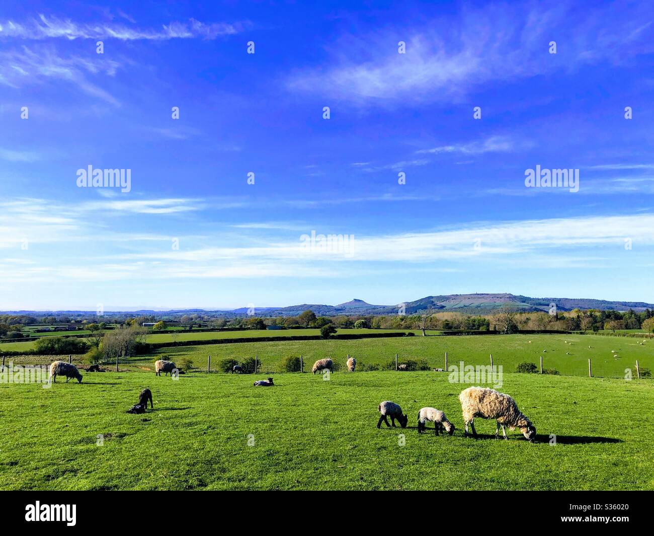 Sheep and lambs in a field near Great Ayton, North Yorkshire, England, United Kingdom Stock Photo