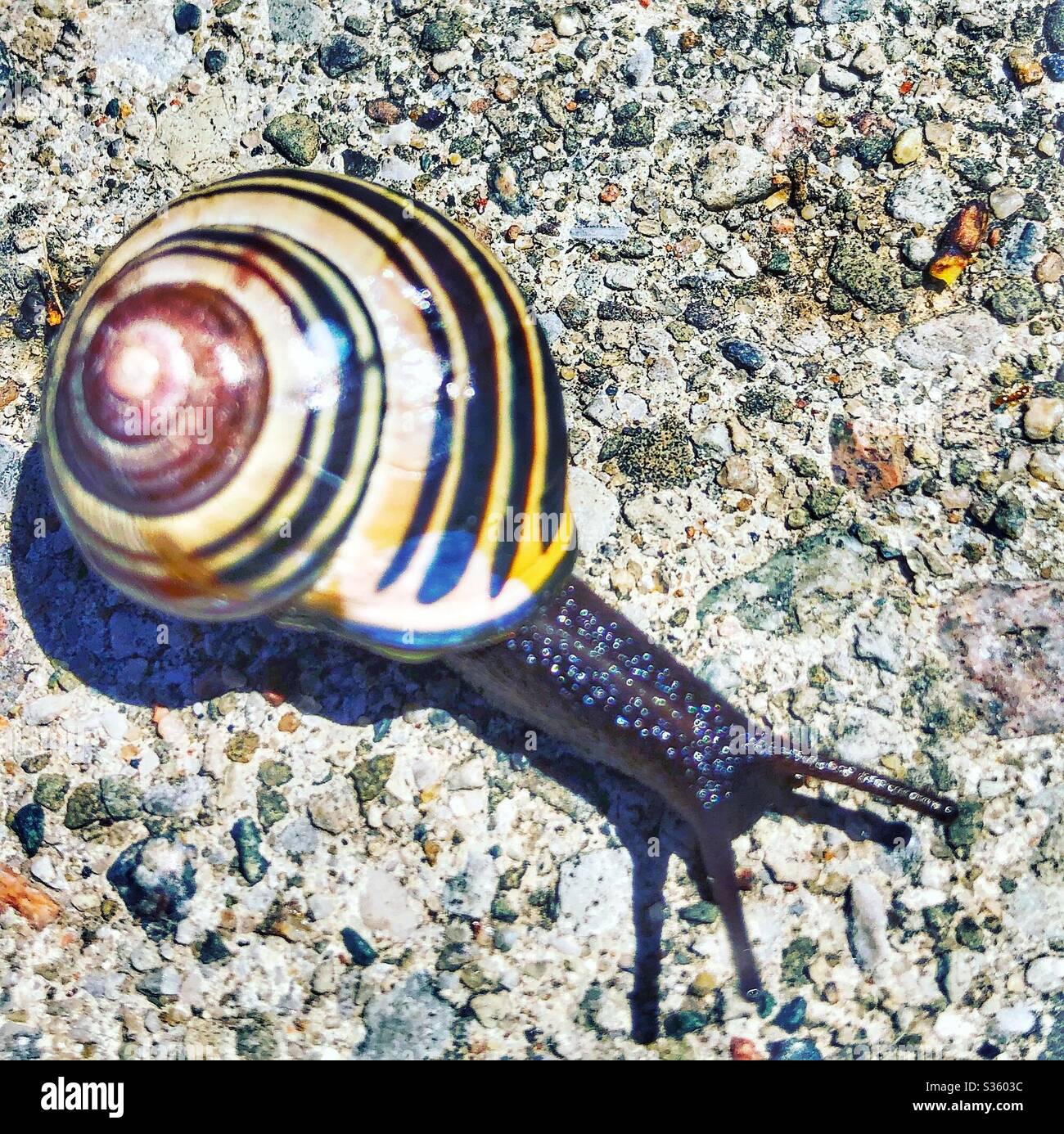 Close up of a snail on the sidewalk. - Smartphone Captured Stock Image