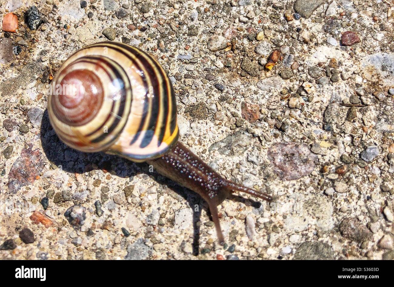 Close up of a small snail on the sidewalk. - Smartphone Captured Stock Image
