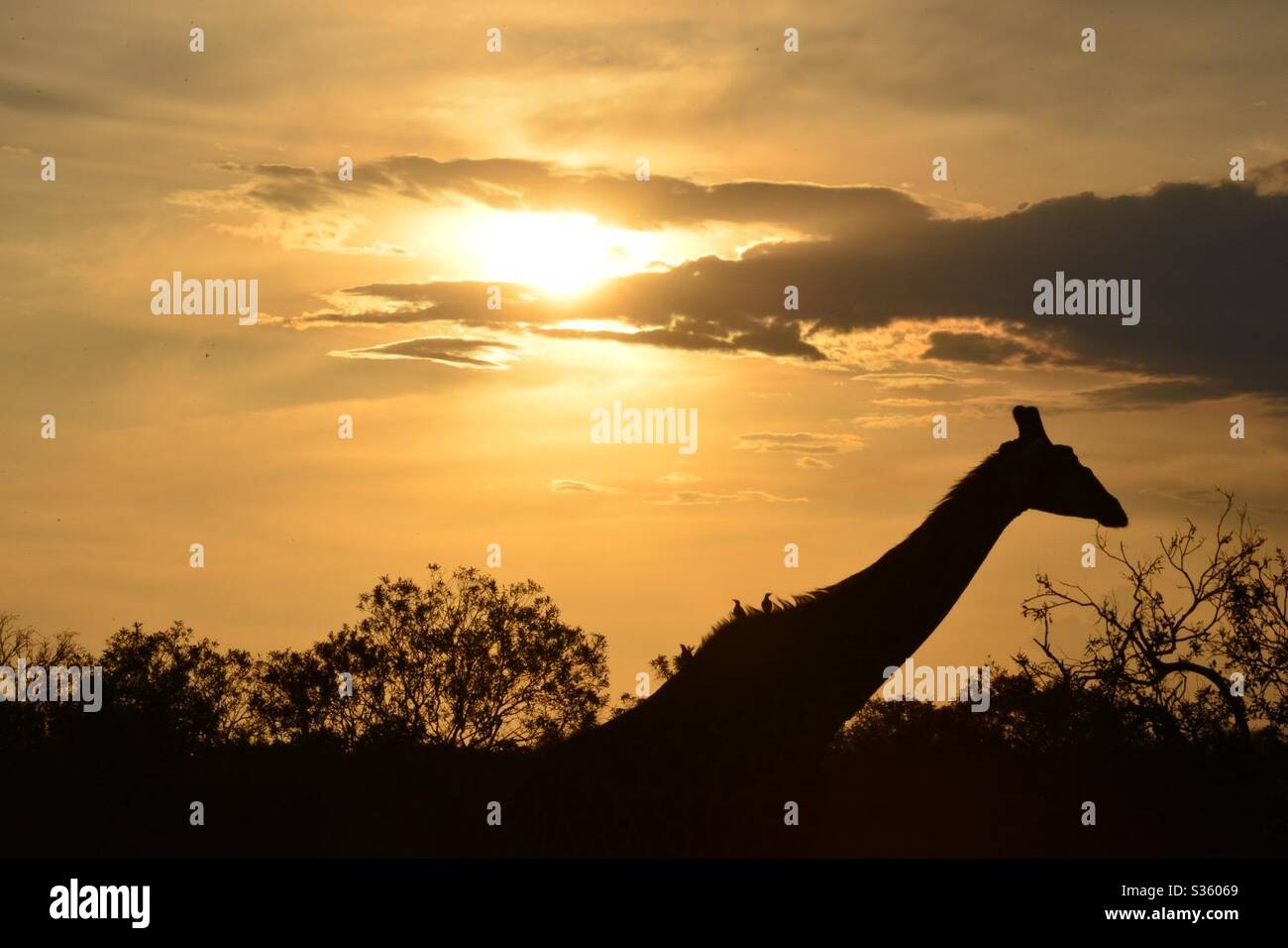 Giraffe silhouette sunset africa Stock Photo