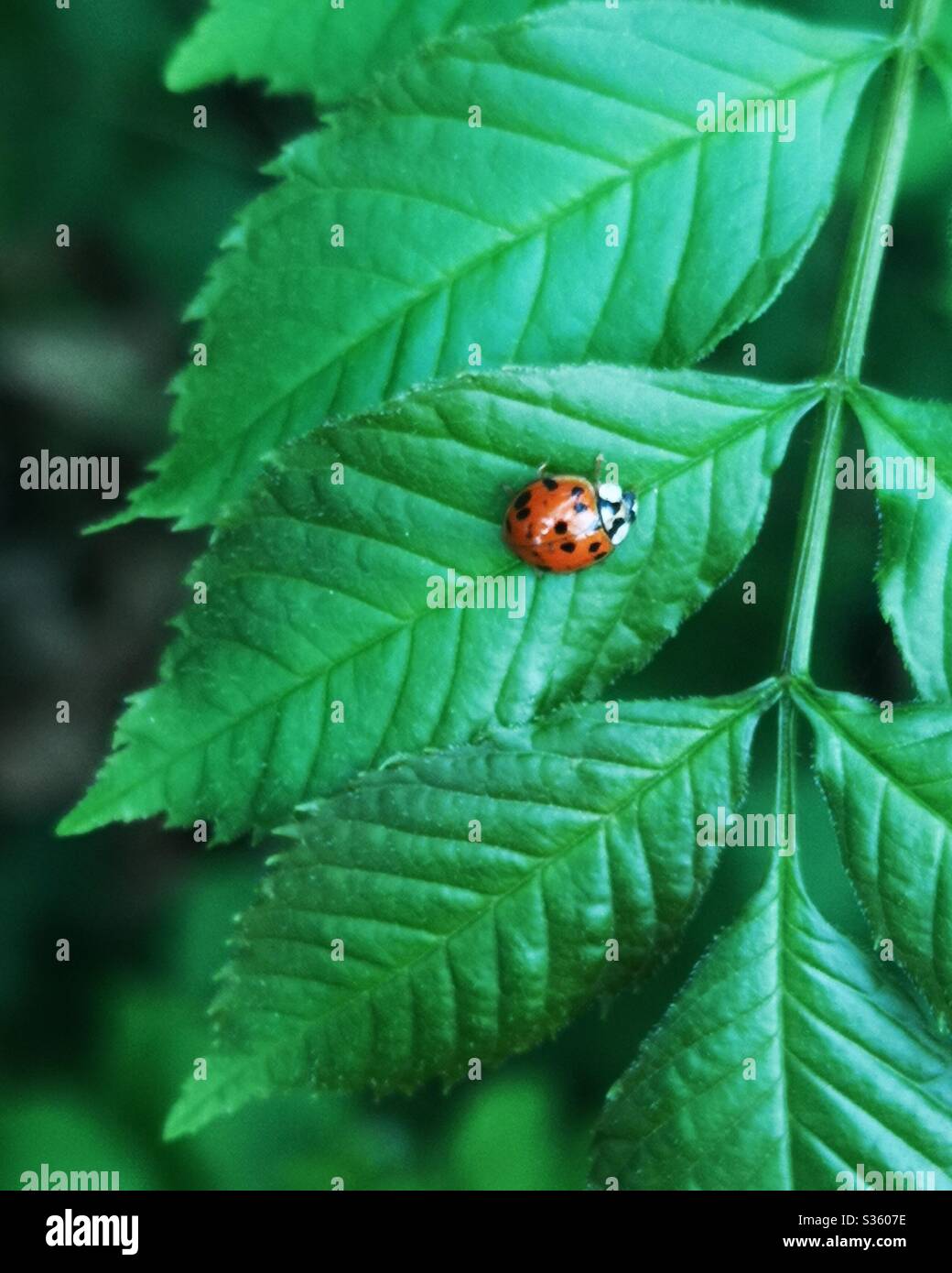 tiny-ladybird-on-green-leaf-stock-photo-alamy